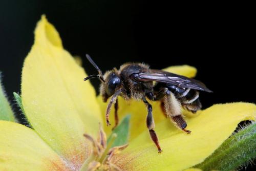 Macropis fulvipes